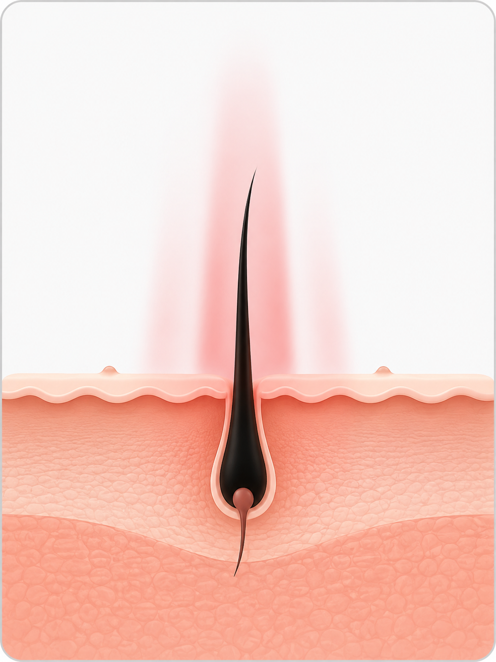 Illustration du cuir chevelu